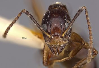 Media type: image;   Entomology 21200 Aspect: head frontal view